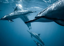 开云APP-太阳雷霆正进行保罗交易谈判 尚未达成实质性协议